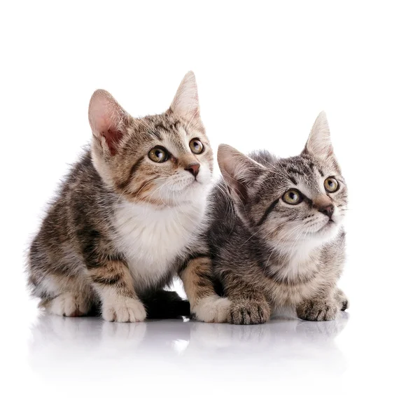 Dos gatitos rayados . — Foto de Stock