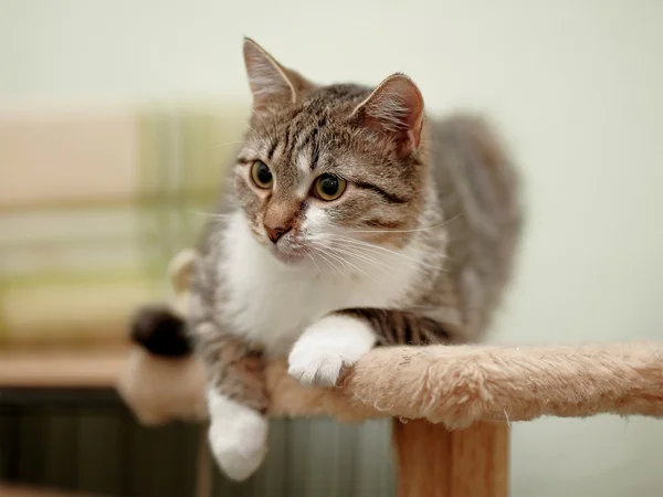 Listrado com branco um gato . — Fotografia de Stock