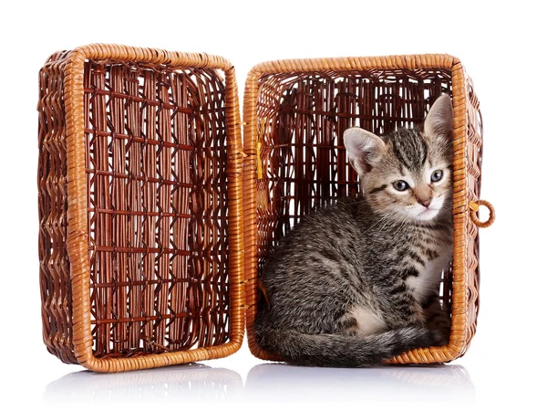 Striped kitten in a basket. — Stock Photo, Image