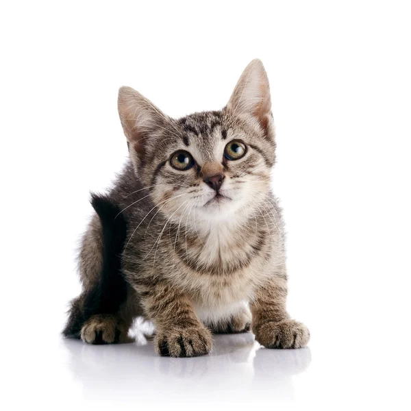 Striped Small kitten — Stock Photo, Image