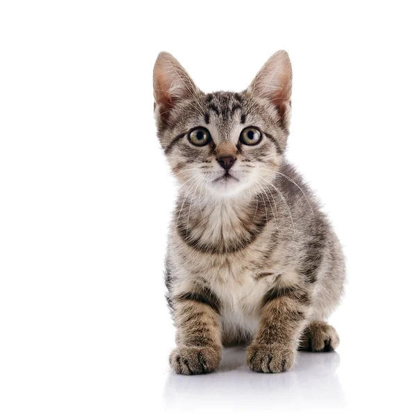 Striped Small kitten — Stock Photo, Image