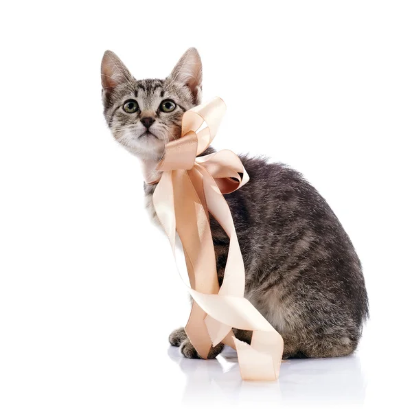 Gattino a strisce con un nastro . — Foto Stock