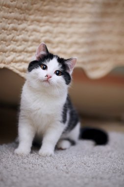 küçük yavru kedi