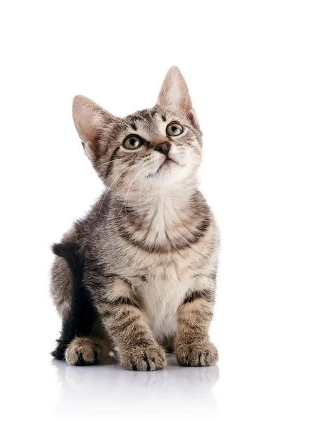 Randig liten kattunge — Stockfoto