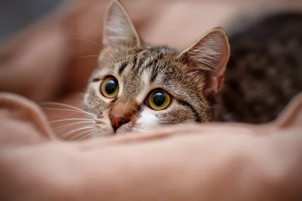 Portrait du chat rayé gardé — Photo