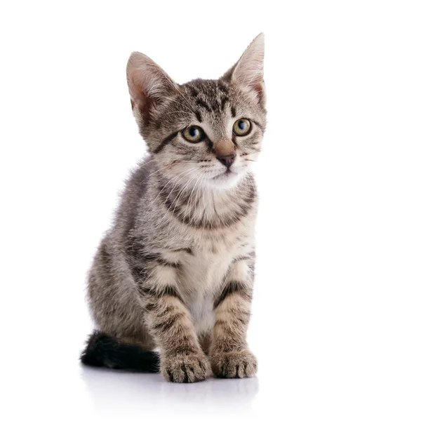 Randig liten kattunge — Stockfoto