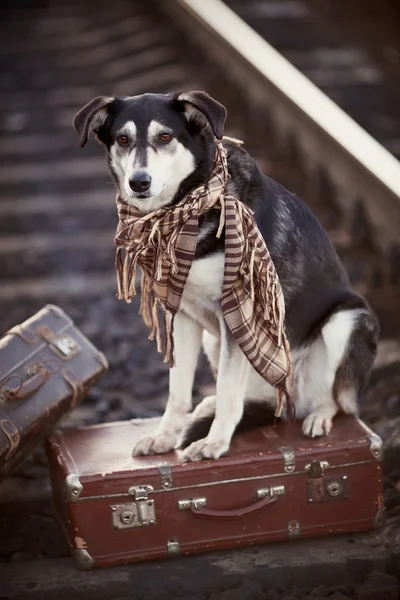 Il cane si siede su una valigia su rotaie — Zdjęcie stockowe