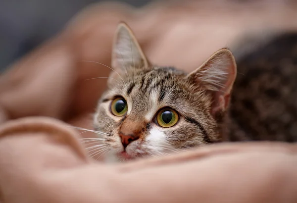 Retrato del gato guardado a rayas —  Fotos de Stock