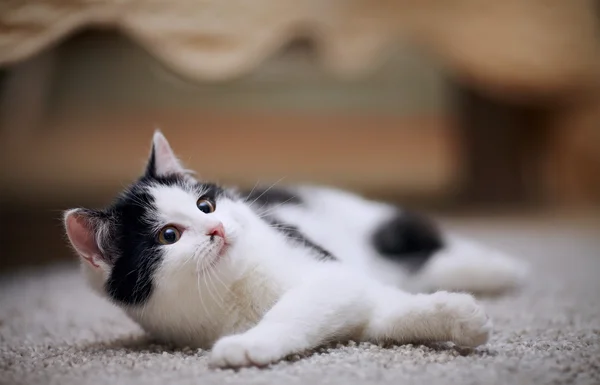 Pequeño gatito — Foto de Stock