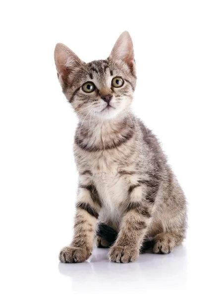 Striped Small kitten — Stock Photo, Image