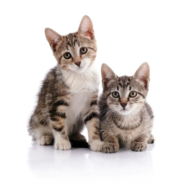 Dois gatinhos listrados . — Fotografia de Stock