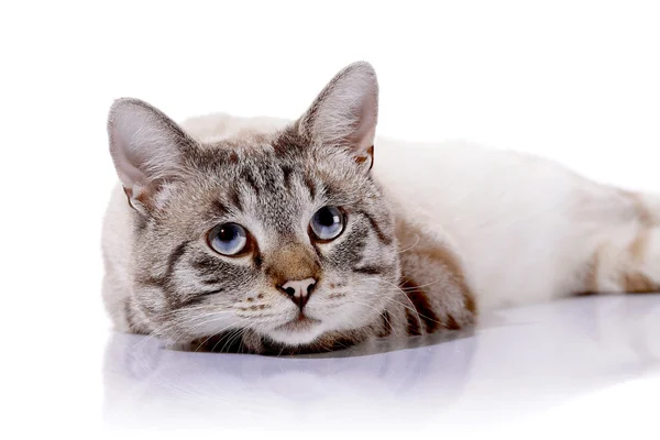 条纹的蓝眼睛的猫 — 图库照片