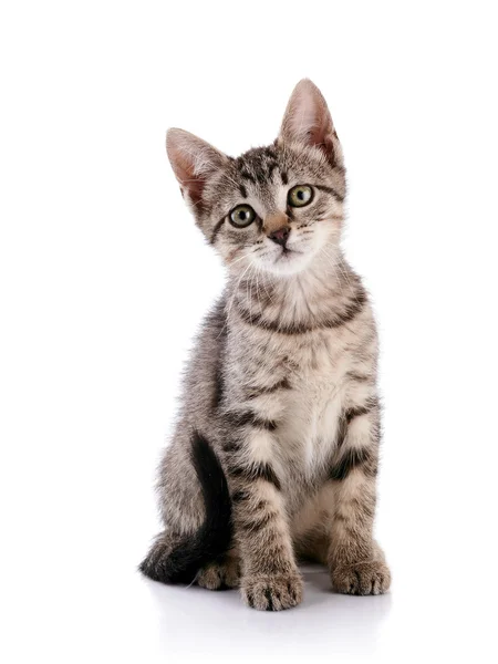 çizgili küçük yavru kedi