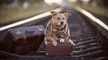 bavul ile raylar üzerinde köpek.