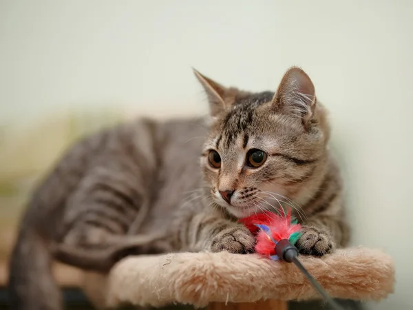 Striped cat. — Stock Photo, Image