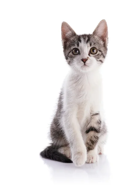 Rayas con blanco un gatito pequeño . —  Fotos de Stock