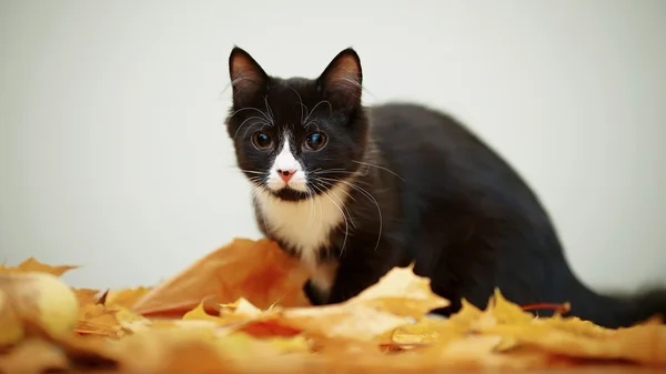 秋の紅葉と黒と白の猫. — ストック写真