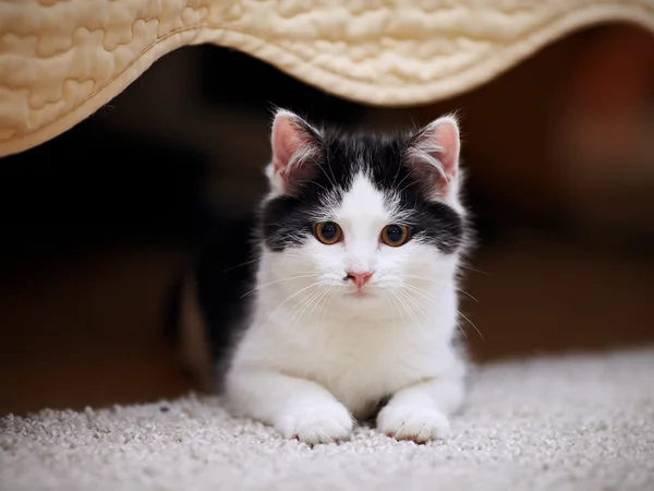 Gatinho pequeno — Fotografia de Stock