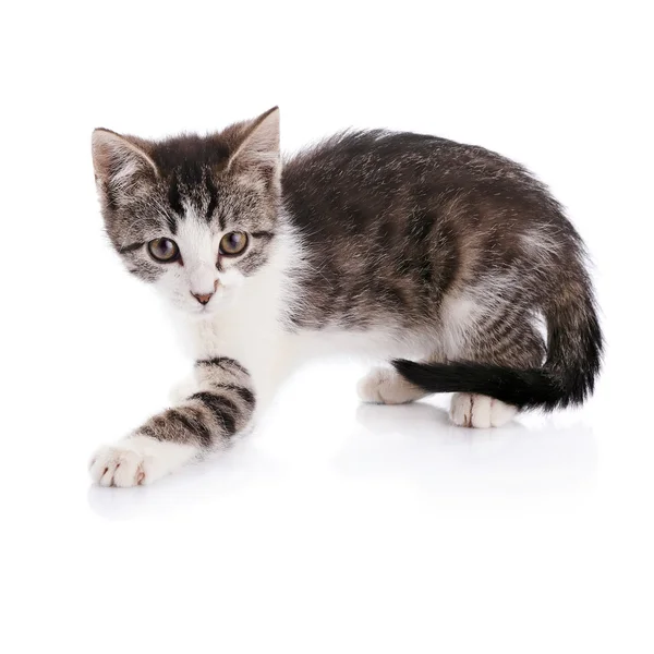 A strisce con bianco un gattino . — Foto Stock