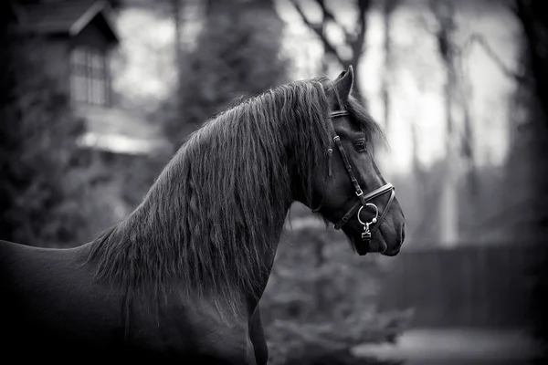 Portrait of a sports black stallion. — Stock Photo, Image