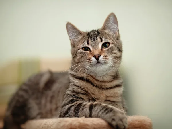 Полосатый домашний кот . — стоковое фото