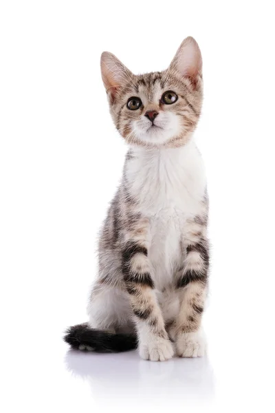 Striped with white a Small kitten. — Stock Photo, Image