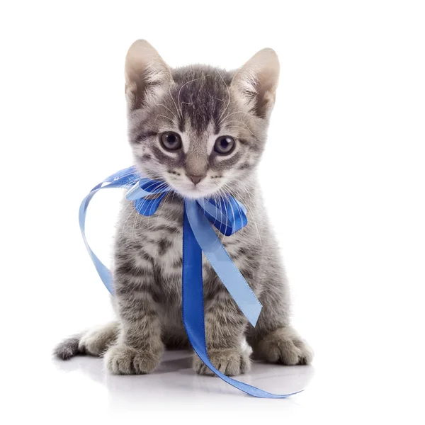 Lovely gray kitten with a tape. — Stock Photo, Image