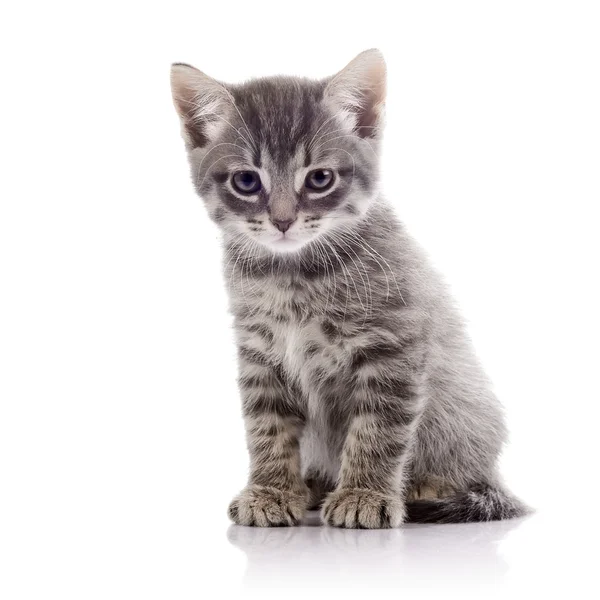 Gattino grigio arrabbiato . — Foto Stock