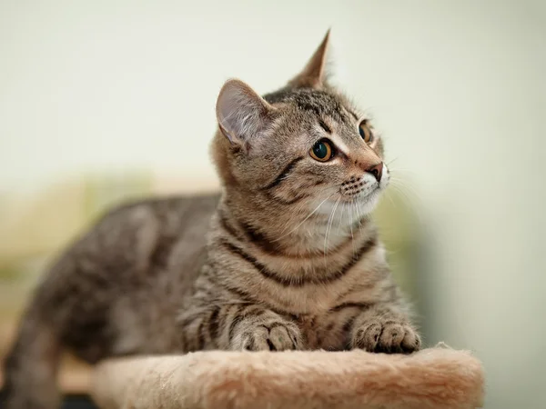 Striped cat. — Stock Photo, Image