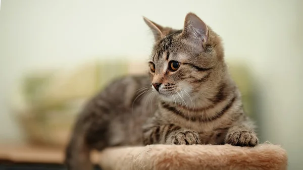 Striped domestic cat. — Stock Photo, Image