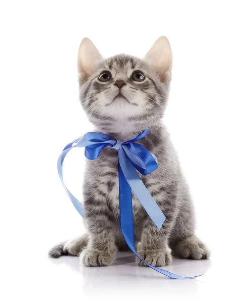 Gatinho cinza encantador com uma fita . — Fotografia de Stock