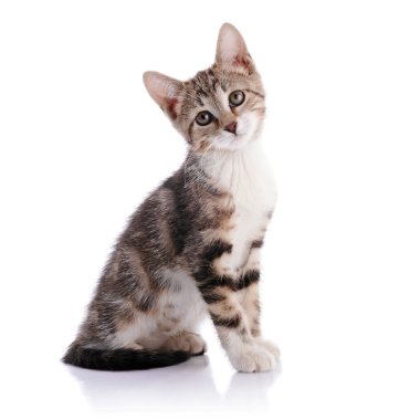 Bir yavru kedi ile beyaz çizgili.