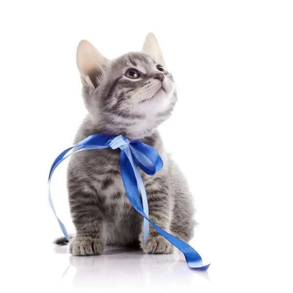 Precioso gatito gris con una cinta . —  Fotos de Stock