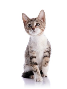 Küçük bir yavru kedi ile beyaz çizgili.