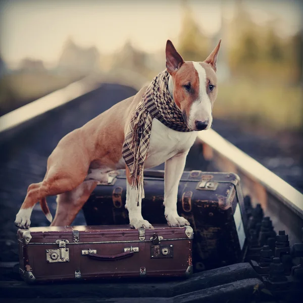English bull terrier on rails with suitcases. — Stock Photo, Image