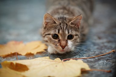 Bir kedi ve sonbahar yaprakları ile beyaz çizgili.