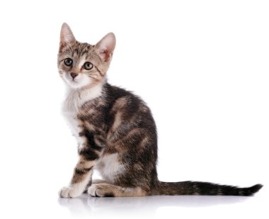 Bir yavru kedi ile beyaz çizgili.