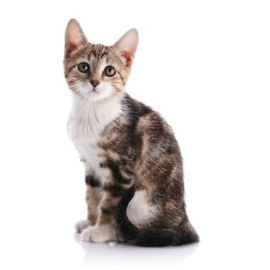 Bir yavru kedi ile beyaz çizgili.