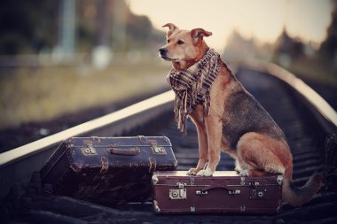 köpek bir bavul raylar üzerinde oturur