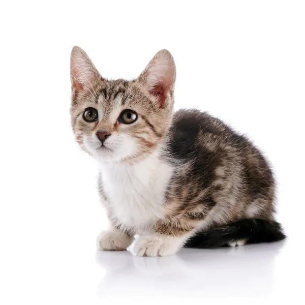 Striped with white a Small kitten. — Stock Photo, Image