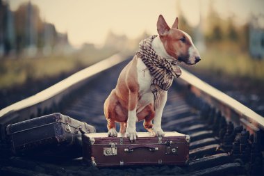 bavul ile raylar üzerinde İngiliz bull terrier.