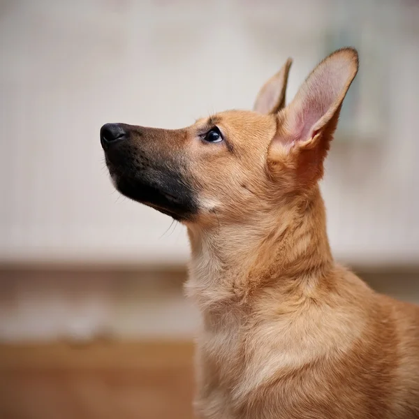 Portret van een beige puppy. — Stockfoto