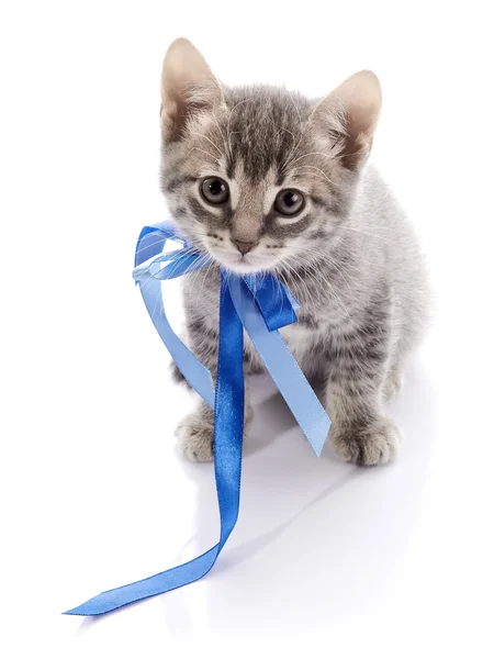 Lovely gray kitten with a tape. — Stock Photo, Image