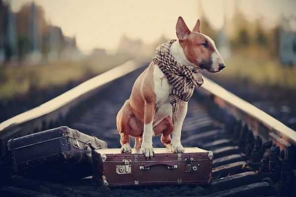 English bull terrier on rails with suitcases. — Stock Photo, Image