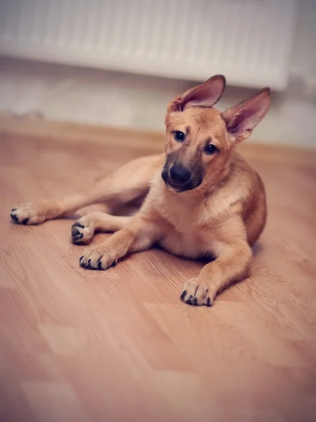 雑種の子犬. — ストック写真