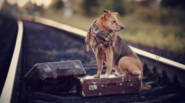 köpek bir bavul raylar üzerinde oturur