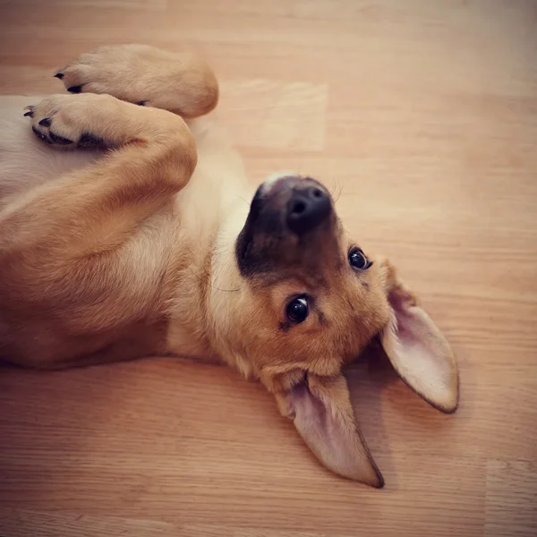 Eğlenceli bir köpek yavrusunun portresi. — Stok fotoğraf