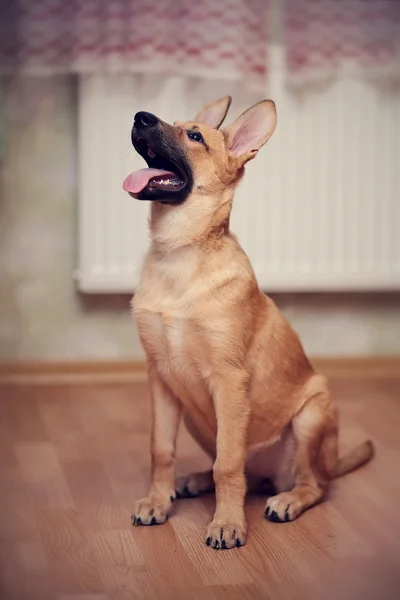 Pequeno não cachorro de raça pura — Fotografia de Stock