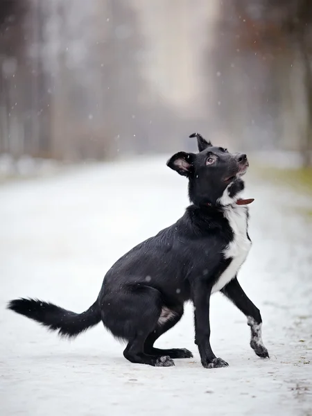 Black Doggie op wandeling. — Stockfoto