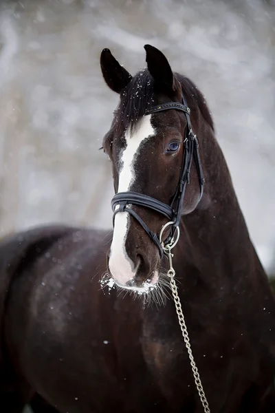 Retrato de un caballo deportivo en invierno . —  Fotos de Stock